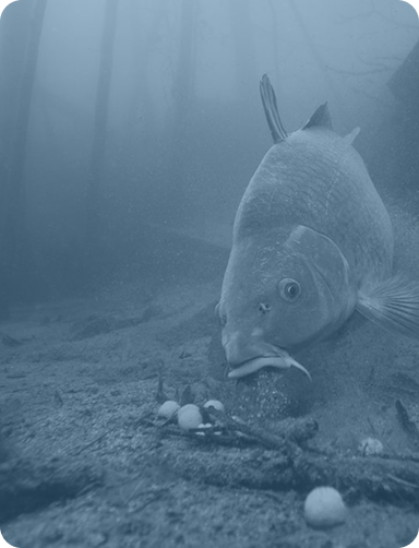 Progetto Molino Zombini